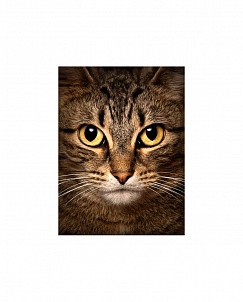 "Мудрый кот" - Картина стразами (набор), 15х20 см, WD280