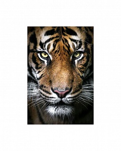 "Вождь тигров" - Картина стразами (набор), 68х100 см, WD2395