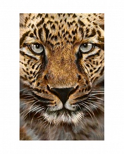 "Гепард" - Картина стразами (набор), 20х30 см, WD069