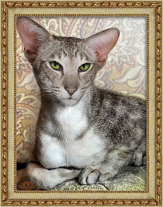 "Ориентальный кот" - Картина стразами (набор), 30х40 см, АЖ-1728