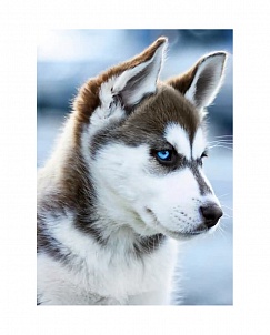 "Снежный пес" - Картина стразами (набор), 27х38 см, WD088